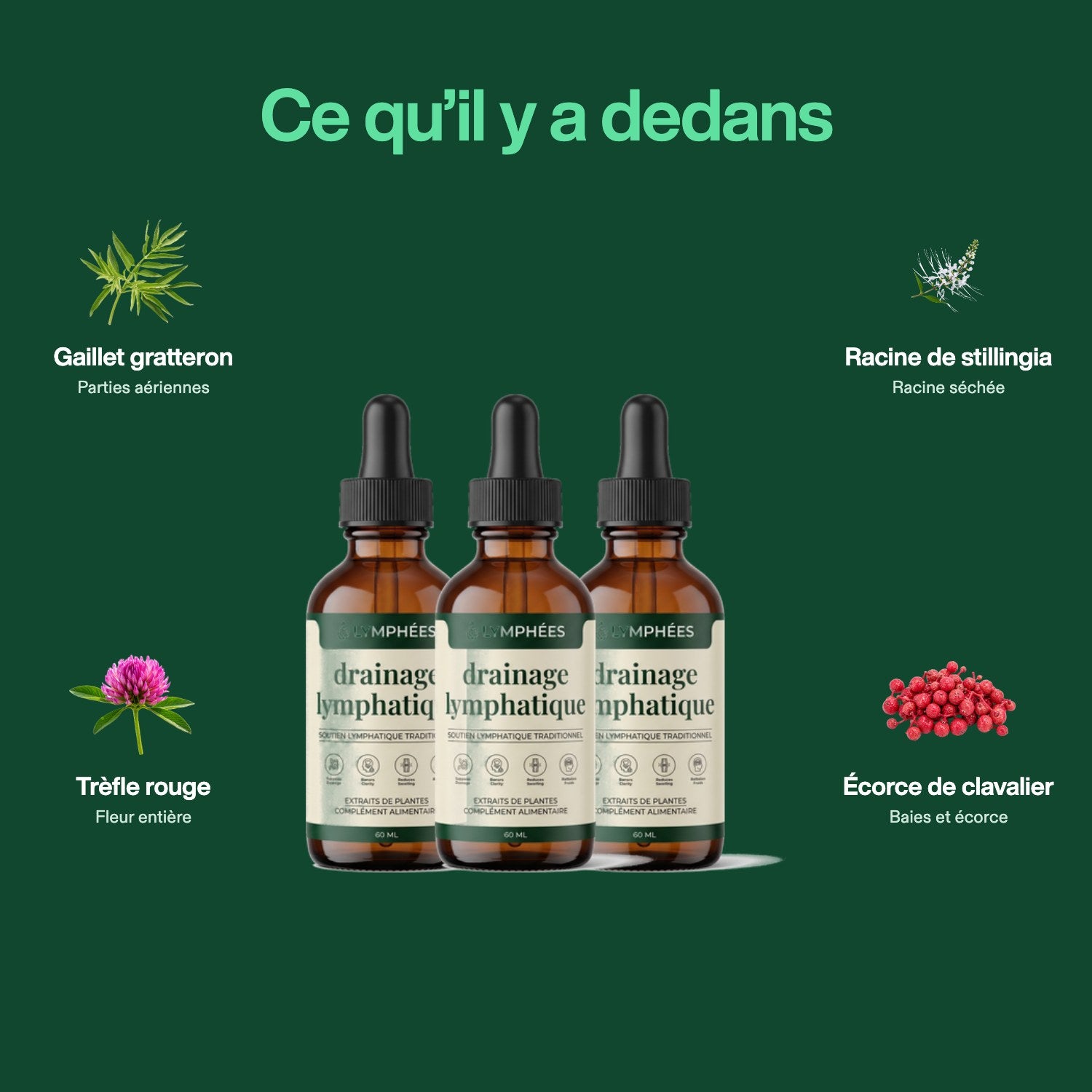 Les quatre plantes de la formule Lymphées