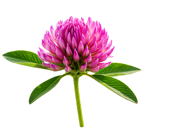 Fleur de trèfle rouge